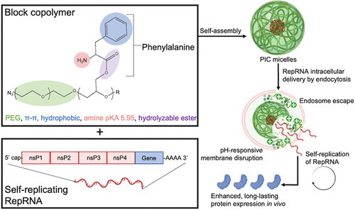 Ionizable Polymeric Micelles with Phenylalanine Moieties Enhance Intracellular Delivery of Self-Replicating RNA for Long-Lasting Protein Expression In Vivo