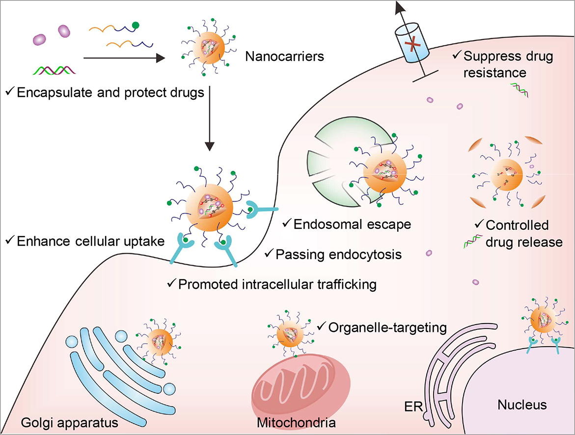 Nanocarriers address intracellular barriers for efficient drug delivery, overcoming drug resistance, subcellular targeting and controlled release