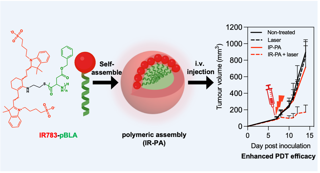 Nanoassemblies of heptamethine cyanine dye-initiated poly(amino acid) enhance ROS generation for effective antitumour phototherapy